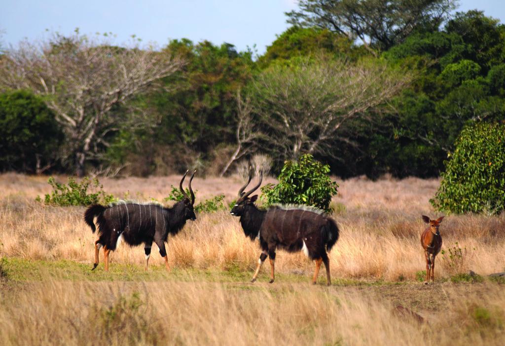 Gooderson Bushlands Game Lodge Хлухлуве Экстерьер фото