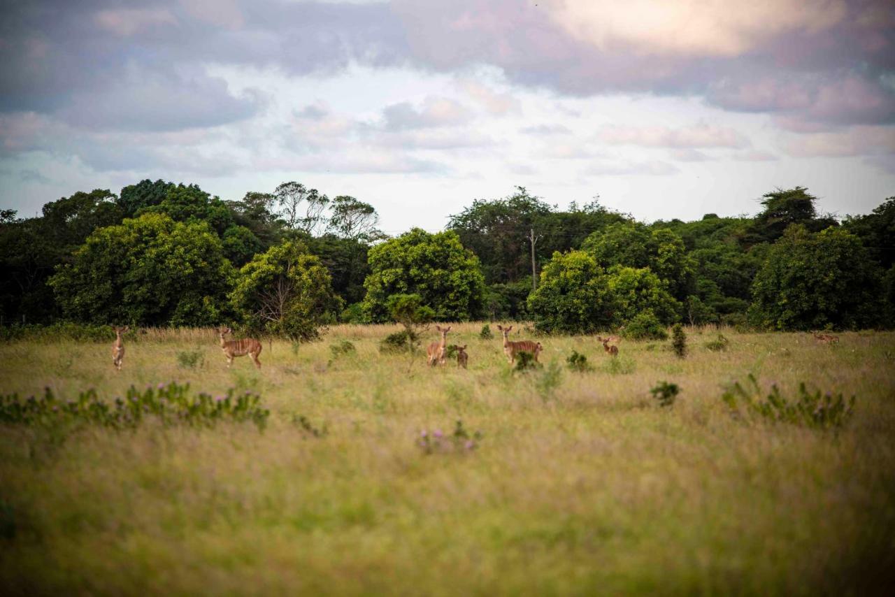 Gooderson Bushlands Game Lodge Хлухлуве Экстерьер фото