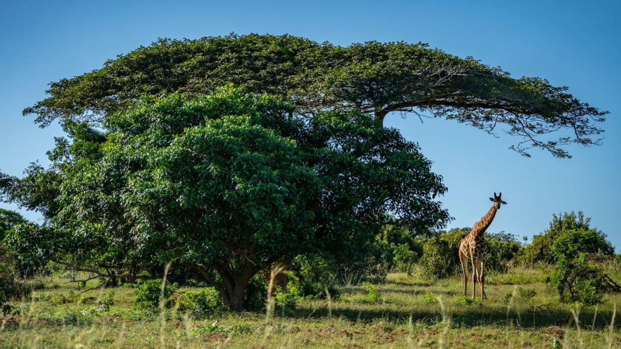 Gooderson Bushlands Game Lodge Хлухлуве Экстерьер фото