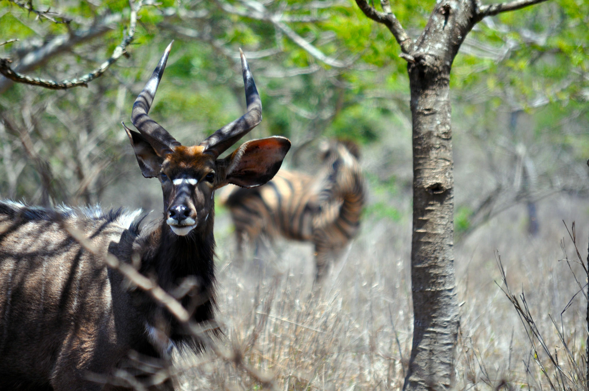 Gooderson Bushlands Game Lodge Хлухлуве Экстерьер фото