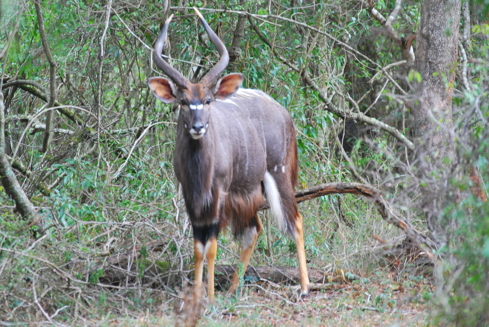 Gooderson Bushlands Game Lodge Хлухлуве Экстерьер фото